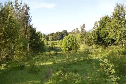 Ideal Inversionista, 2,3 Ha. Al Lado De Villarrica-pucon