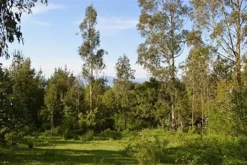 Ideal Inversionista, 2,3 Ha. Al Lado De Villarrica-pucon