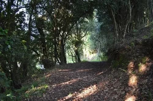 Ideal Inversionista, 2,3 Ha. Al Lado De Villarrica-pucon