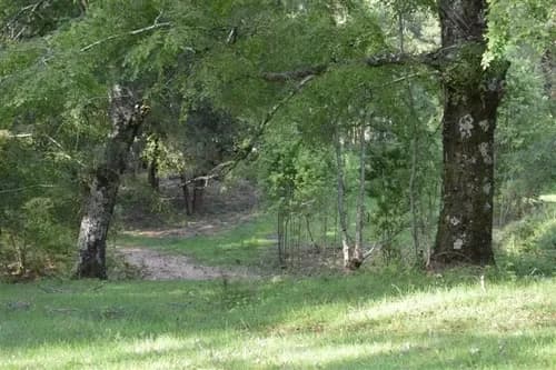 Ideal Inversionista, 2,3 Ha. Al Lado De Villarrica-pucon