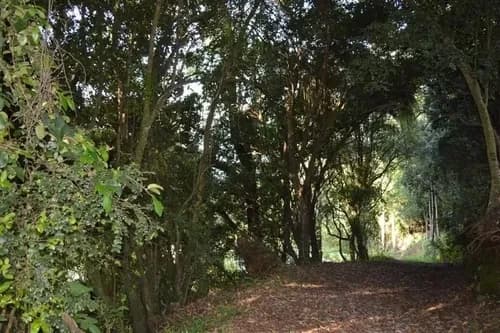 Ideal Inversionista, 2,3 Ha. Al Lado De Villarrica-pucon